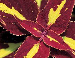 Saturn Coleus, Red And Green Coleus
Garden Design
Calimesa, CA
