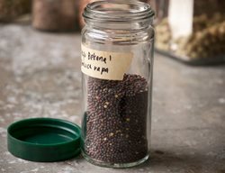 Save Seeds
Garden Design
Calimesa, CA