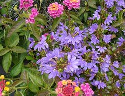Scaevola Aemula Blue Wonder
Garden Design
Calimesa, CA