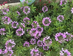 Scaevola Floweres
Garden Design
Calimesa, CA