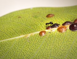 Scale And Ant On Leaf, Scale Insects
Shutterstock.com
New York, NY