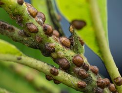 Scale Insects On Branch
Shutterstock.com
New York, NY