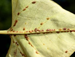 Scale Insects On Leaf
Shutterstock.com
New York, NY