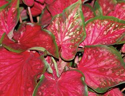 Scarlet Flame Caladium, Red And Green Caladium
Proven Winners
Sycamore, IL