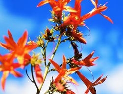 Scarlet Gilia, Tubular Flowers, Rocky Mountains
Garden Design
Calimesa, CA