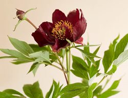 Scarlet Heaven, Red Flower, Peony
Garden Design
Calimesa, CA