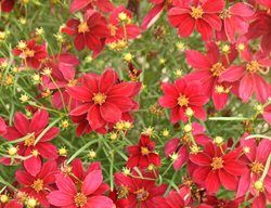 Scarlet Ribbons Threadleaf Coreopsis, Coreopsis Verticillata
Proven Winners
Sycamore, IL
