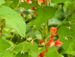 Scarlet Runner Bean Vine, Phaseolus Coccineus
Garden Design
Calimesa, CA