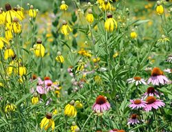Scatter Wildflower Seeds
Garden Design
Calimesa, CA