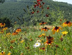 Scatter Wildflower Seeds
Garden Design
Calimesa, CA