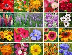 Scatter Wildflowers
Garden Design
Calimesa, CA