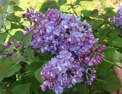 Scentara Double Blue Lilac, Syringa Hyacinthiflora, Blue Lilac
Proven Winners
Sycamore, IL
