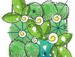 Scented Array Planting Diagram, Summer Plants
Garden Design
Calimesa, CA