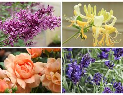 Scented Flowers, Rose, Lilac, Honeysuckle, Lavender
Proven Winners
Sycamore, IL