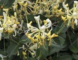 Scented Honeysuckle, Scentsation
Millette Photomedia
