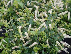 Scentlandia Itea, Itea Flowers
Proven Winners
Sycamore, IL