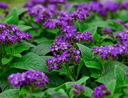 Scentropia Dark Blue Heliotrope, Heliotrope Arborescens
Shutterstock.com
New York, NY