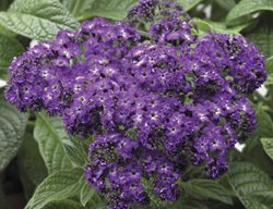 Scentropia Dark Blue Heliotrope, Heliotropium Arborescens
Syngenta Flowers
Gilroy, CA