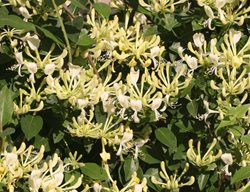Scentsation Honeysuckle, Lonicera Periclymenum
Proven Winners
Sycamore, IL