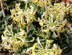Scentsation Honeysuckle Vine, Lonicera Periclymenum
Proven Winners
Sycamore, IL