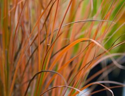 Schizachyrium Blaze, Little Bluestem
Millette Photomedia
