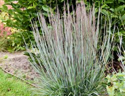 Schizachyrium Brush Strokes, Little Bluestem 
Proven Winners
Sycamore, IL