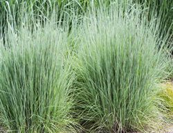 Schizachyrium The Blues, Little Bluestem Grass
Millette Photomedia
