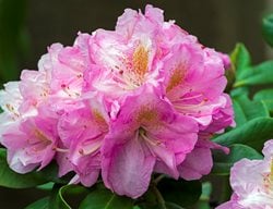 Scintillation Rhododendron, Pink Rhododendron
123RF
Chicago, IL
