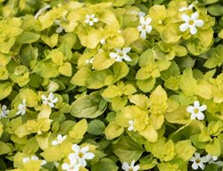 Scopia Golden Leaves White Bacopa, Gold Leaves, Sutera Cordata
Millette Photomedia
