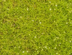 Scotch Moss, Arenaria Moss
Garden Design
Calimesa, CA