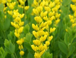 Screamin Yellow Baptisia, Baptisia Sphaerocarpa, False Indigo
Shutterstock.com
New York, NY