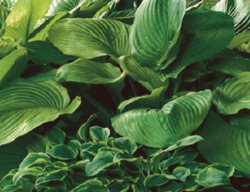 Scum And Subtance
Garden Design
Calimesa, CA