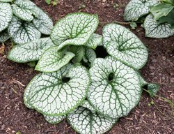 Sea Heart Brunnera, Brunnera Macrophylla
Shutterstock.com
New York, NY