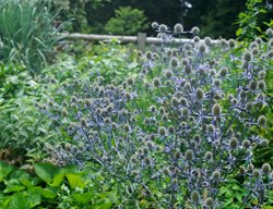 Sea Holly, Eryngium Zabelii 'big Blue'
Garden Design
Calimesa, CA