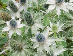 Sea Holly Flower, Sea Holly Miss Willmott's Ghost, Eryngium Giganteum
Garden Design
Calimesa, CA