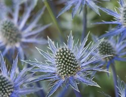 Sea Holly
Garden Design
Calimesa, CA