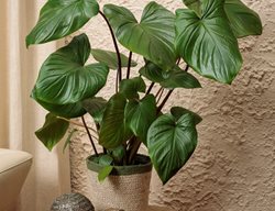 Sea Turtle Homalomena, Homalomena Rubescens
Proven Winners
Sycamore, IL