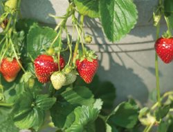 Seascape Strawberry, Ripe Berries
Johnny's Selected Seeds
