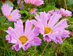 Seashells Cosmos, Cosmos Bipinnatus
Garden Design
Calimesa, CA