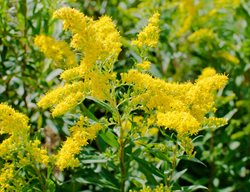Seaside Goldenrod, Solidago Sempervirens
Shutterstock.com
New York, NY
