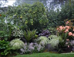 Seattle, Japanese Maple
Garden Design
Calimesa, CA