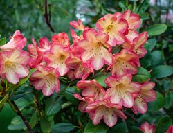 Seaview Sunset Rhododendron, Rhododendron Flowers
Shutterstock.com
New York, NY
