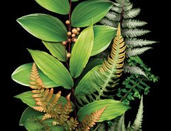 Secret Garden, Companion Plants
Garden Design
Calimesa, CA