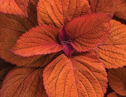 Sedona Sunset Coleus, Orange Leaves
Proven Winners
Sycamore, IL