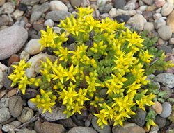 Sedum Acre, Goldmoss Sedum, Yellow Flower
Alamy Stock Photo
Brooklyn, NY