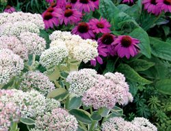Sedum, Echinacea
Plant Paradise Country Gardens
Caledon, ON