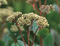 Sedum
Garden Design
Calimesa, CA
