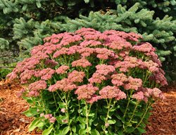 Sedum, Live Forever
Garden Design
Calimesa, CA