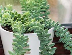 Sedum Morganianum, Donkey Tail, Burro Tail, Lamb Tail
Alamy Stock Photo
Brooklyn, NY