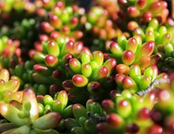 Sedum Rubrotinctum, Aurora, Pink Stonecrop
Shutterstock.com
New York, NY